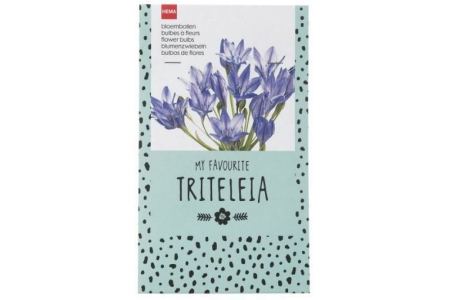 bloembollen triteleia