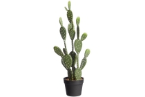 cactus evra