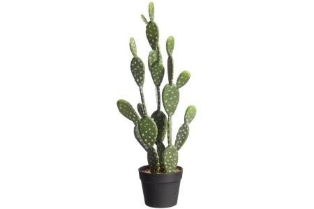 cactus evra