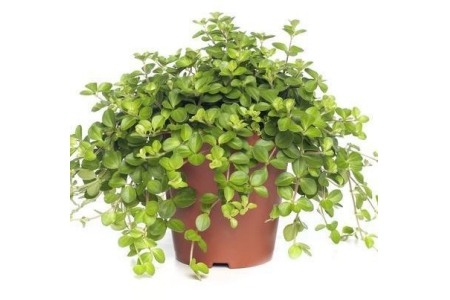 peperomia