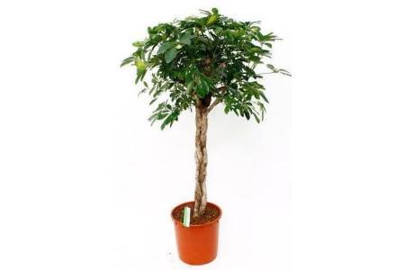 schefflera arb gold capella