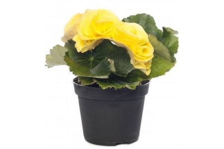 begonia el rebecca