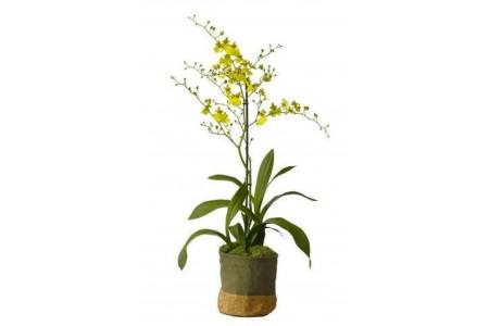 tijgerorchidee oncidium munsterland stern