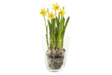 narcissen