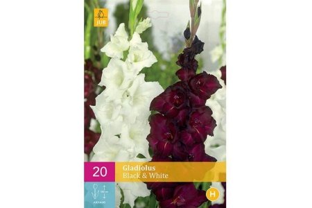 gladiolus black en white