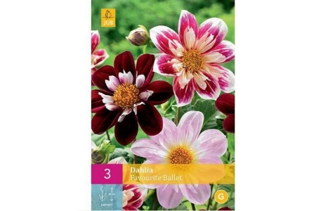 dahlia favourite ballet bollen