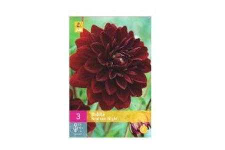 dahlia arabian night bollen