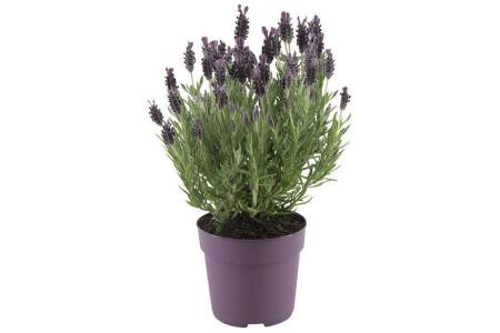 lavendel stoechas