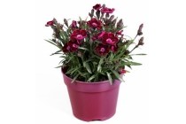 dianthus doublecicious