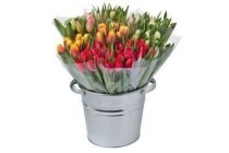 plus tulpen