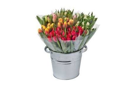 plus tulpen