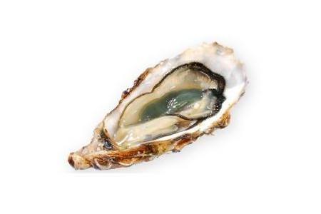 verse zeeuwse oesters kist 12 stuks