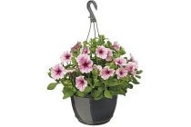 petunia hangpot