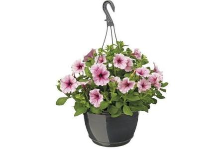 petunia hangpot