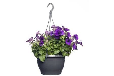 petunia hangpot