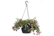 fuchsia hangpot