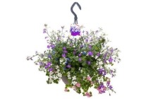 verbena hangpot