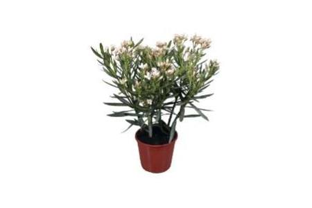 bloeiende oleander