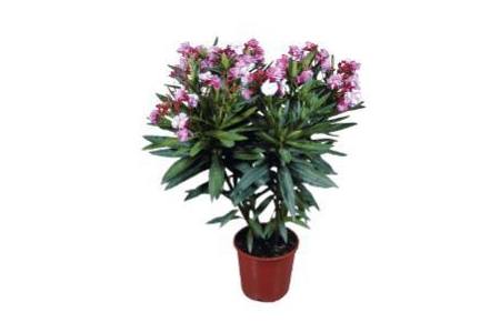 bloeiende oleander