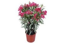 bloeiende oleander