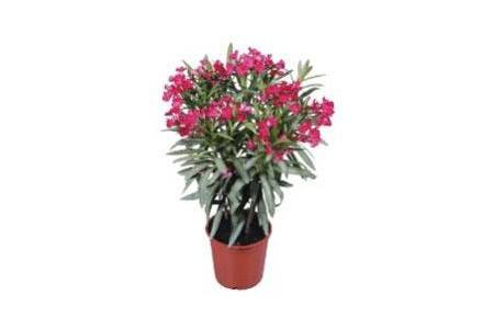 bloeiende oleander