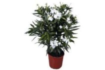 bloeiende oleander