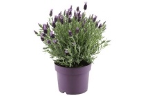 lavendel