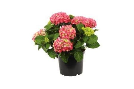 hortensia rood