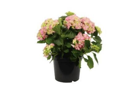 hortensia roze