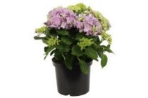 hortensia paars