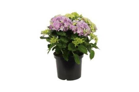 hortensia paars