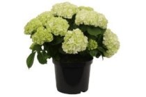 hortensia wit