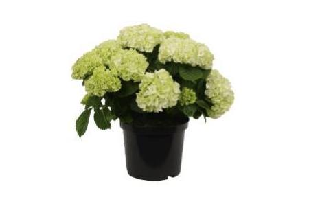 hortensia wit