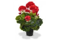 stek geranium rood