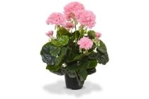 stek geranium roze