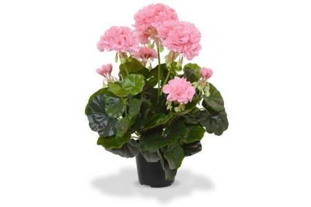 stek geranium roze