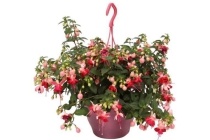 hang fuchsia