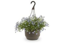 hang lobelia