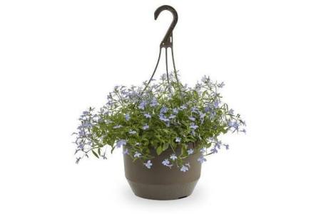 hang lobelia