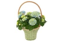 ah hortensia in mand