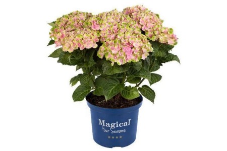 tuinhortensia xxl