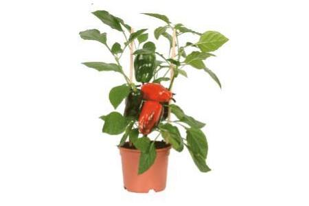 groenteplant paprika