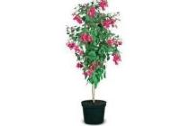 winterharde fuchsia