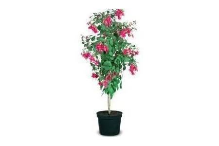 winterharde fuchsia