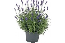 lavendel