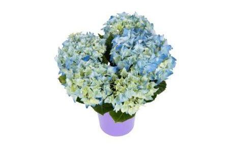 mini hortensia