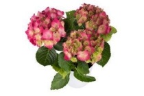 mini hortensia rood