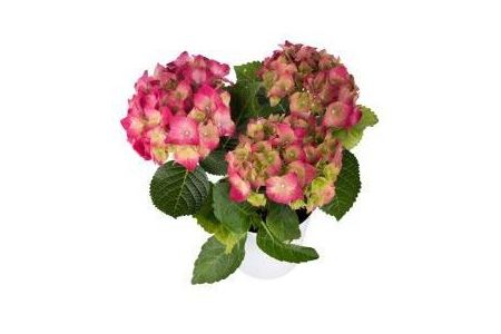 mini hortensia rood