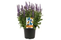 vlinderlokkende plant lavandula