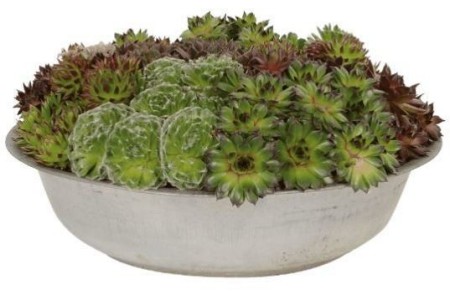 sempervivum in schaal